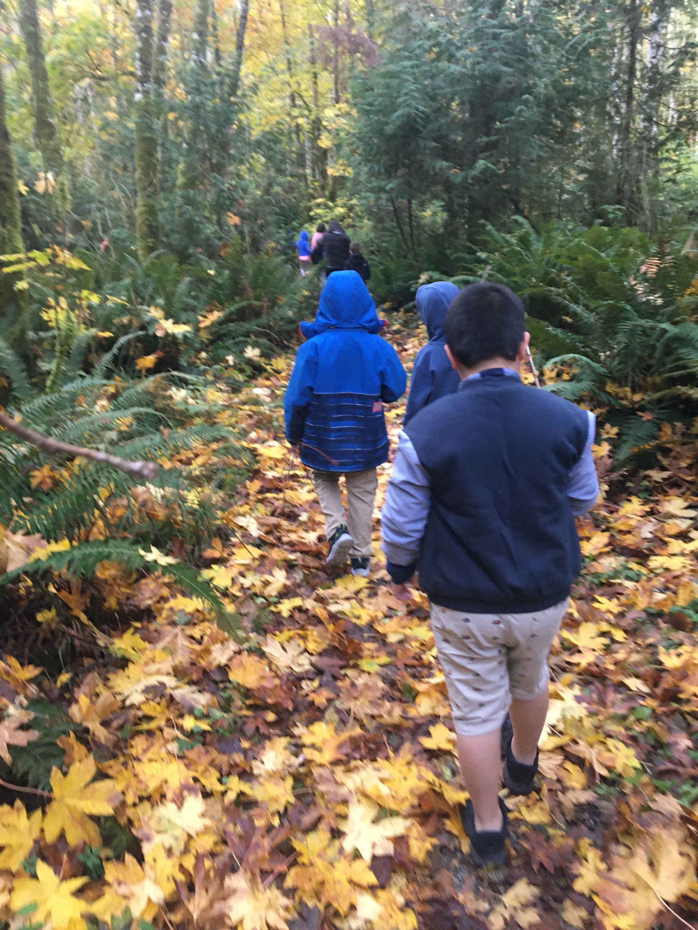 Forestwalk